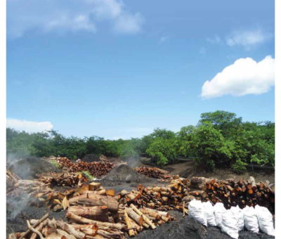 Buscan reemplazar la actividad de carbón de mangle por el cultivo de concha negra
