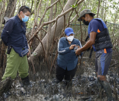 Vivero de Concha Negra en Chame alternativa para conservar la especie y el manglar