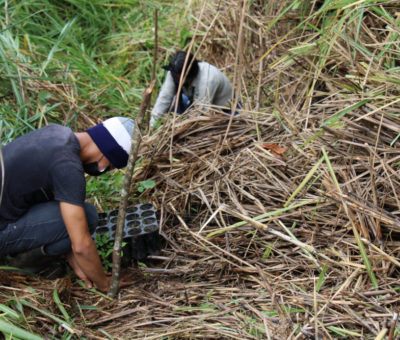 Vecinos de Burunga reforestan áreas de amortiguamiento en Arraiján