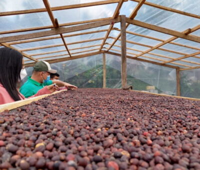 Incentivo posicionará en el mercado internacional productores de café tradicional de bajura