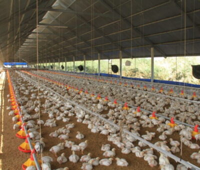 Emiten alerta zoosanitaria ante riesgo de influenza aviar