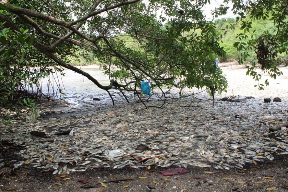 Embarcación extranjera podría estar vinculada a la mortandad de peces en Puerto Caimito