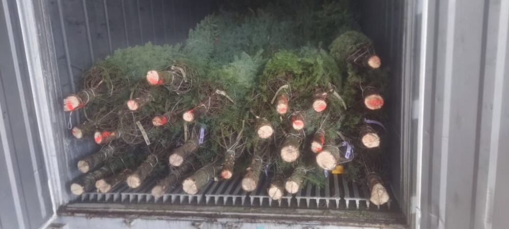 Llegan los primeros arbolitos de navidad