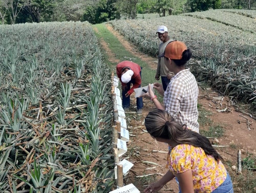 Plaga amenaza cultivos de piña en Panamá Oeste