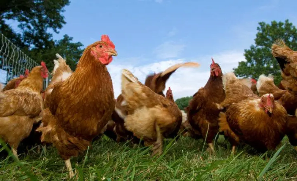 Alerta por gripe aviar: prohíben movilización de aves de corral en Panamá Oeste