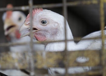 Establecen acuerdos de bioseguridad para evitar que Influenza Aviar llegue a grandes productoras avícolas de Panamá Oeste