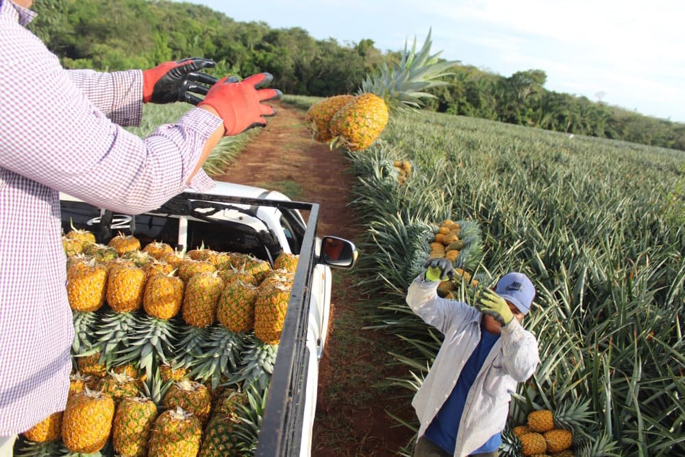 Piña Chorrerana elegida como “Sabor del año 2023” en España