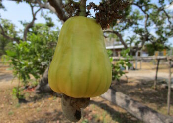 El marañón el noble frutal olvidado. Cuatro enfermedades atacan el cultivo