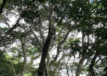 Presentan denuncia ambiental contra construcción de proyecto hotelero en la cima del Cerro Cabra