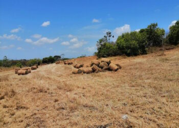 Variabilidad climática afecta sector ganadero de Panamá Oeste