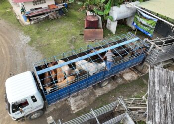 Liberarán moscas estériles en Panamá Oeste