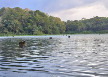 Sequía. Canal de Panamá podría reducir para febrero a 18 tránsitos diarios de buques