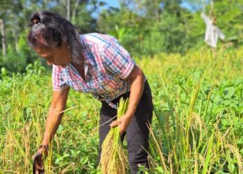 Otilia, una mujer dedicada al Cultivo de Arroz en Arraiján