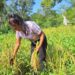 Otilia, una mujer dedicada al Cultivo de Arroz en Arraiján