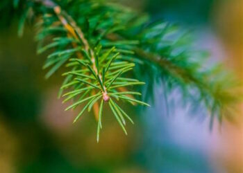 Convertirán árboles de navidad en abono para áreas verdes de Panamá Oeste