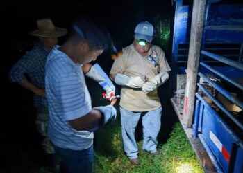 70% de casos de rabia bovina se registran en la provincia de Panamá Oeste