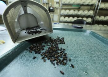 En julio comenzará a operar avioneta para dispersar moscas estériles