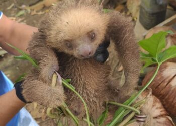 Aumenta perdida del hábitat de vida silvestre en Panamá Oeste