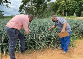 Piña chorrerana tiene nuevo mercado en Nueva Zelanda