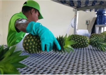 Panamá Oeste mantiene exportaciones de piña