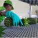 Panamá Oeste mantiene exportaciones de piña