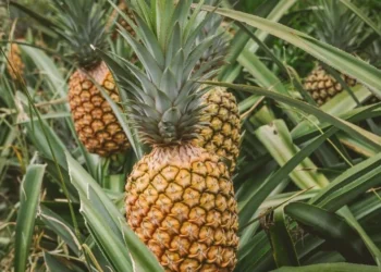 Cultivos de piñas traen contaminación a las fuentes hídricas de La Chorrera, reveló Mi Ambiente