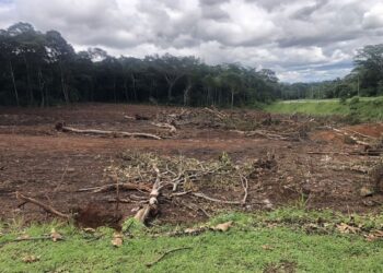 Ministro de Mi Ambiente da instrucciones para investigar devastación en Costa Verde