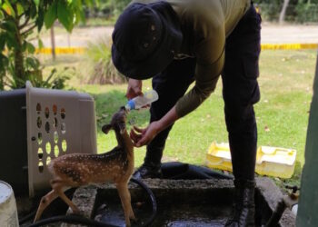 Caza ilegal pone en riesgo la biodiversidad de Panamá Oeste