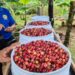 Productores de café se alistan para la cuarta zafra en Ciricito Arriba