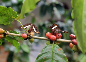 Premian calidad y sabor de café capireño