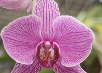 ¿Te encantan las orquídeas?. En Panamá Oeste buscan convertir un vivero en el paraíso de la orquídea panameña