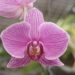 ¿Te encantan las orquídeas?. En Panamá Oeste buscan convertir un vivero en el paraíso de la orquídea panameña