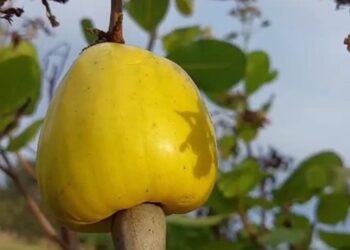 Resurge el Marañón en Semana Santa gracias al clima