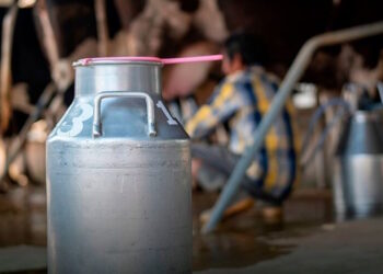 Productores de leche en Panamá Oeste protestan por caída del precio