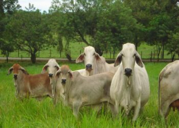 Amenaza a la seguridad alimentaria.  Investigan red de venta Ilegal de Ganado en Panamá Oeste