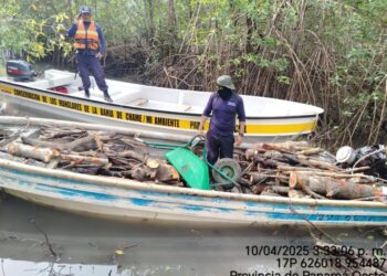 Talan manglares en Chame y huyen ante presencia de autoridades