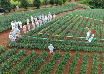 Panamá Oeste ensaya protocolo de alerta por posible brote en cultivo de piña
