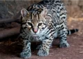Hallan Ocelote Atropellado en la Vía Centenario