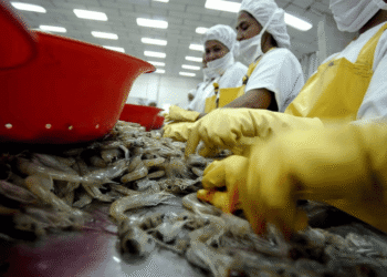 Planta de pelado de camarón en Panamá Oeste será la más grande de la región