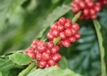 Caficultores de Capira apuestan por la trazabilidad para conquistar el mercado europeo