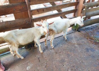 Panamá Oeste apuesta por el crecimiento del mercado caprino y ovino