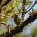 Panamá Oeste destaca su riqueza natural durante el Global Big Day 2026