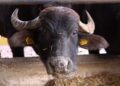 Cría de Búfalo gana impulso en Capira
