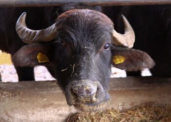 Cría de Búfalo gana impulso en Capira