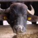 Cría de Búfalo gana impulso en Capira