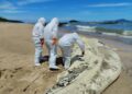 Hallazgo de tiburón ballena en Arraiján activa protocolo de investigación y medidas de seguridad