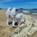 Hallazgo de tiburón ballena en Arraiján activa protocolo de investigación y medidas de seguridad