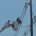 Panamá Oeste. Trabajos de mantenimiento en la red eléctrica del 15 al 21 de junio de 2026