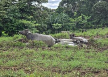 Cría de Búfalo gana impulso en Capira
