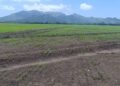 Inicia la siembra de arroz mecanizado en Chame